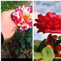 TikTok Account - xatirimdesen08