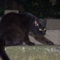 TikTok Account - vivi_music3