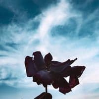 TikTok Account - glimpseofnature9