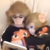 TikTok Account - mood.bichota