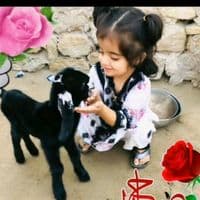 TikTok Account - lovemyfriends109