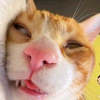 TikTok Account - sayajugatidaktau0407