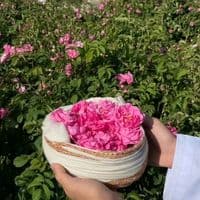 TikTok Account - saef_b79