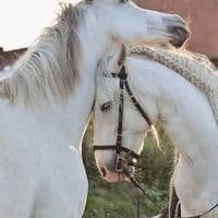 TikTok Account - amool432