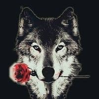 TikTok Account - apenas_mais_um_lobo