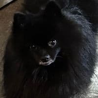 TikTok Account - reyborreyna