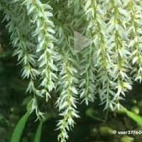 TikTok Account - mih.ma.ma