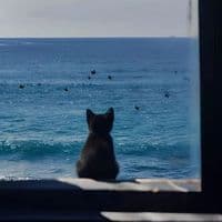 TikTok Account - khoanhkhac.hieura