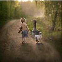 TikTok Account - mirzezadeazer