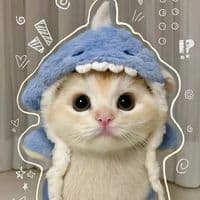 TikTok Account - diraraaa01