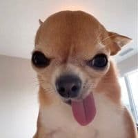 TikTok Account - saulburgosp2.0