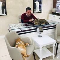 TikTok Account - catsandgold