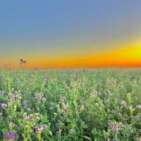 TikTok Account - zurx029