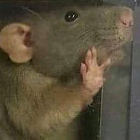 TikTok Account - song_enjoyer