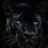 TikTok Account - cavadova_50