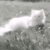 TikTok Account - caronte.4.jinete