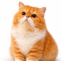 TikTok Account - lexusfams