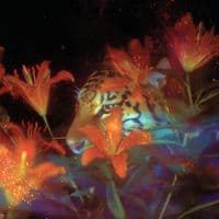 TikTok Account - leah_msv