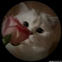 TikTok Account - thel.tone56