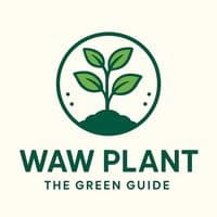 TikTok Account - wawplant6