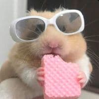 TikTok Account - randommstufff2