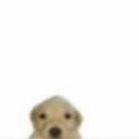 TikTok Account - _xiamon