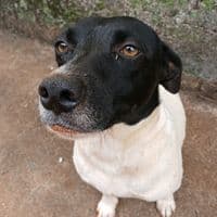 TikTok Account - nubia.oficial8