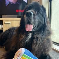 TikTok Account - elliethenewfoundland