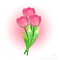 TikTok Account - njwasbila14