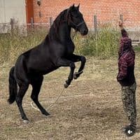 TikTok Account - qaqas015official