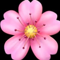 TikTok Account - miss__teranga02