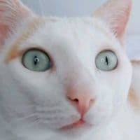 TikTok Account - atitudeeeee