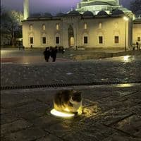 TikTok Account - sabr.5000