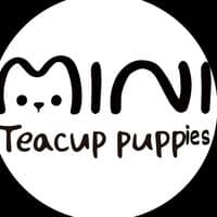 TikTok Account - miniteacuppuppies53