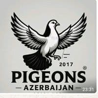 TikTok Account - pigeons_azerbajan