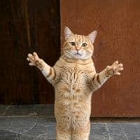 TikTok Account - kitty.grooves