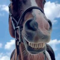 TikTok Account - jamesvigilantee