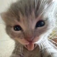 TikTok Account - malah__56