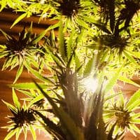 TikTok Account - key.newcal03