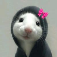 TikTok Account - daniele.silva2110