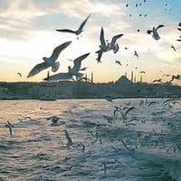 TikTok Account - efsaneler36