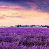 TikTok Account - boynicaaudrove