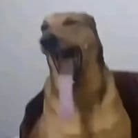 TikTok Account - chickenving_