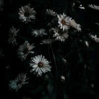 TikTok Account - taghreedhmd17