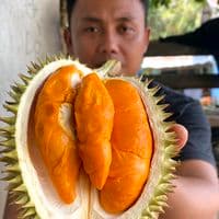 TikTok Account - borneoforester