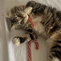 TikTok Sound - miss you