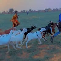 TikTok Account - gaynakotogane