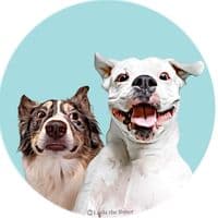 TikTok Account - _layla_the_boxer