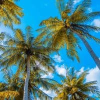 TikTok Account - bielam0