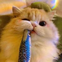 TikTok Account - violetmovies0